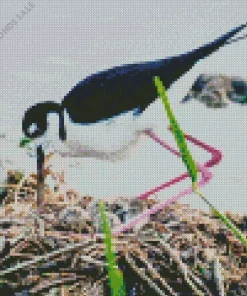 Black Necked Stilt In His Nest Diamond Painting