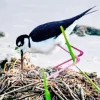 Black Necked Stilt In His Nest Diamond Painting