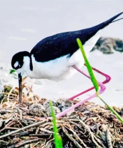 Black Necked Stilt In His Nest Diamond Painting