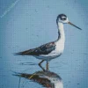 Black Necked Stilt In Water Diamond Painting