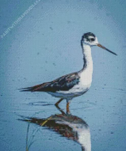 Black Necked Stilt In Water Diamond Painting