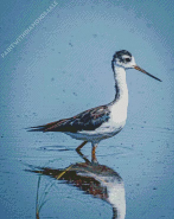 Black Necked Stilt in water Diamond By Numbers Black Necked Stilt In Water Diamond Painting