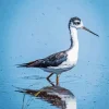 Black Necked Stilt In Water Diamond Painting