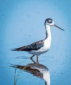 Black Necked Stilt In Water Diamond Painting