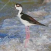 Black Necked Stilt In Waves Diamond Painting