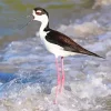 Black Necked Stilt In Waves Diamond Painting