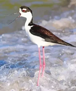 Black Necked Stilt In Waves Diamond Painting