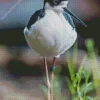Black Necked Stilt Walking Diamond Painting