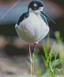 Black Necked Stilt Walking Diamond Painting