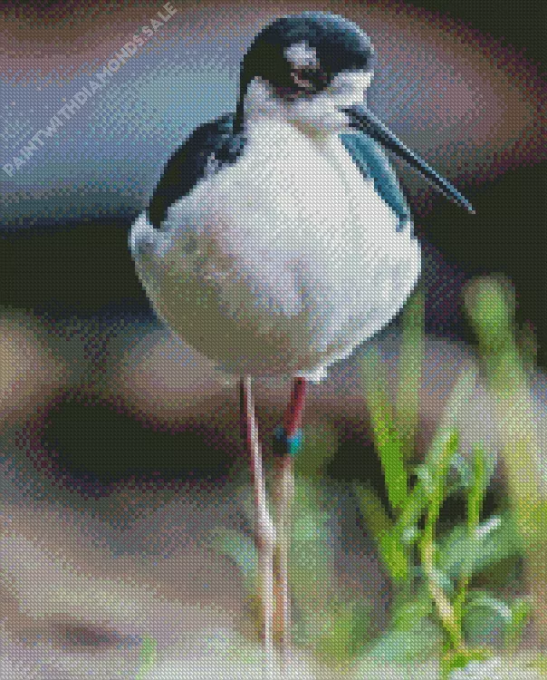 Black Necked Stilt walking Diamond By Numbers Black Necked Stilt Walking Diamond Painting