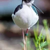 Black Necked Stilt Walking Diamond Painting