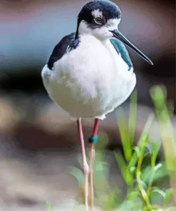Black Necked Stilt Walking Diamond Painting