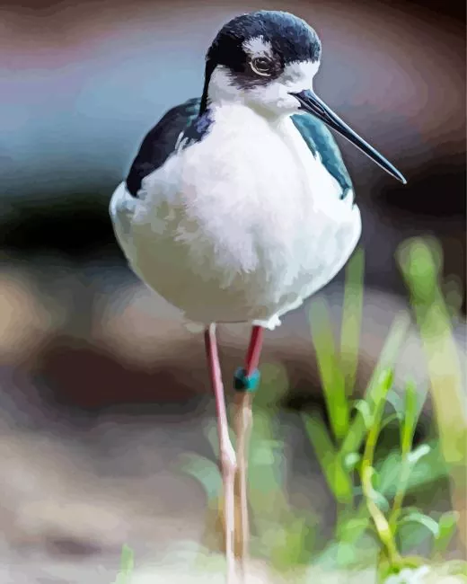 Black Necked Stilt walking Diamond Paints Black Necked Stilt Walking Diamond Painting