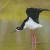 Black Necked Stilt With Big Wings Diamond Painting