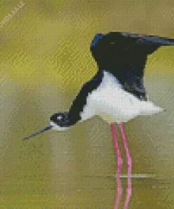 Black Necked Stilt With Big Wings Diamond Painting