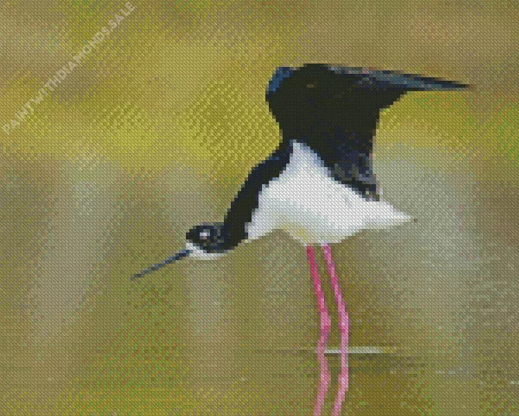 Black Necked Stilt with big wings Diamond By Numbers Black Necked Stilt With Big Wings Diamond Painting