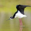 Black Necked Stilt With Big Wings Diamond Painting