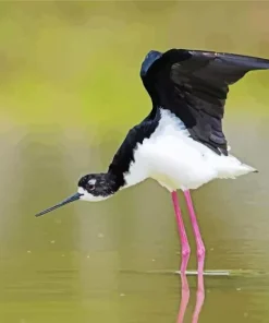 Black Necked Stilt With Big Wings Diamond Painting