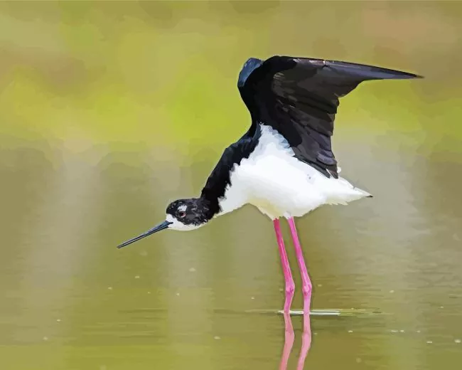 Black Necked Stilt with big wings Diamond Paints Black Necked Stilt With Big Wings Diamond Painting