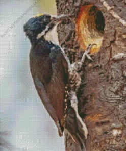 Black Backed Woodpecker Diamond Painting