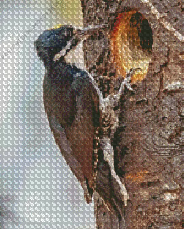 Black backed woodpecker Diamond By Numbers Black Backed Woodpecker Diamond Painting