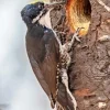Black Backed Woodpecker Diamond Painting