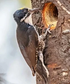 Black Backed Woodpecker Diamond Painting