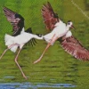 Black Necked Stilts Diamond Painting