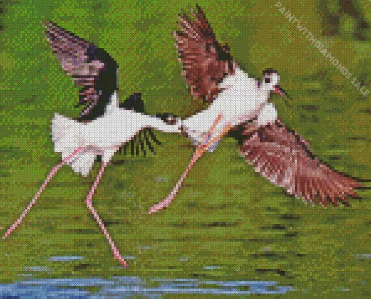 Black necked Stilts Diamond By Numbers Black Necked Stilts Diamond Painting