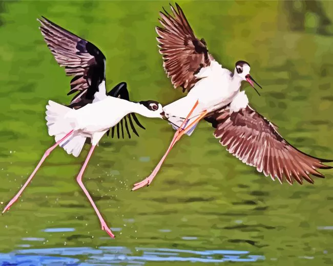 Black necked Stilts Diamond Paints Black Necked Stilts Diamond Painting