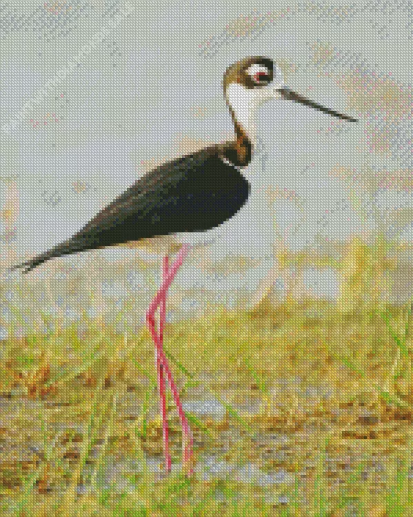Black necked stilt bird Diamond By Numbers art Black Necked Stilt Bird Art Diamond Painting