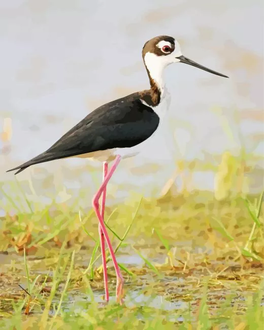 Black necked stilt bird art Diamond Paints Black Necked Stilt Bird Art Diamond Painting
