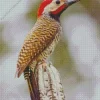 Black Necked Woodpecker Diamond Painting
