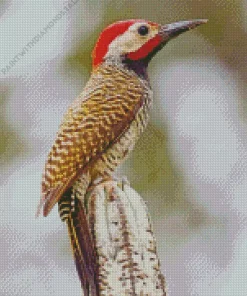 Black Necked Woodpecker Diamond Painting