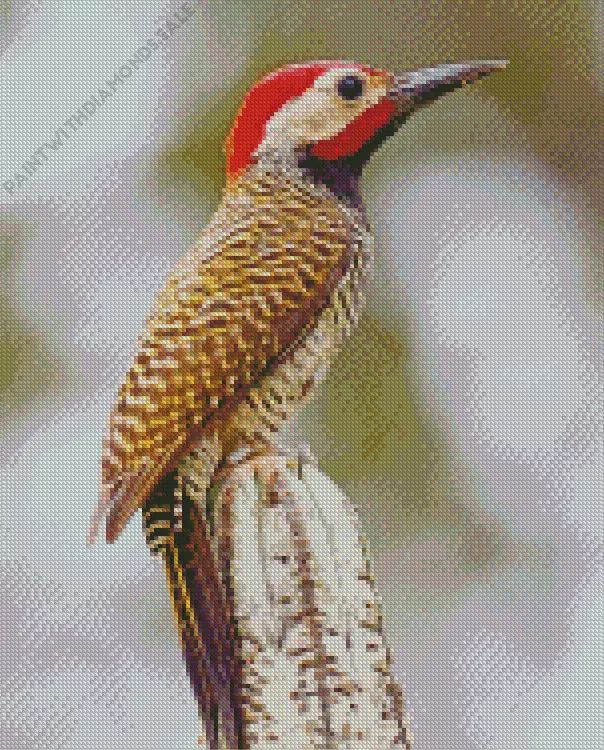 Black necked woodpecker Diamond Dotz Black Necked Woodpecker Diamond Painting