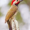 Black Necked Woodpecker Diamond Painting