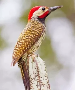 Black Necked Woodpecker Diamond Painting