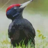 Black Woodpecker Diamond Painting