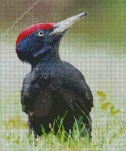 Black Woodpecker Diamond Painting
