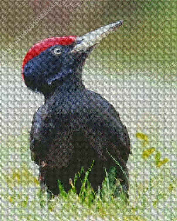 Black woodpecker Diamond By Numbers Black Woodpecker Diamond Painting