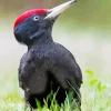 Black Woodpecker Diamond Painting