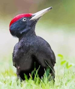 Black Woodpecker Diamond Painting