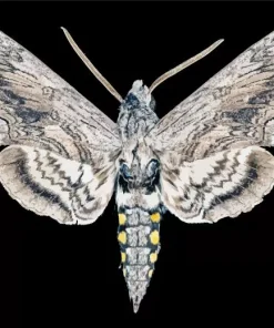 Blackburns Sphinx Moth Diamond Painting