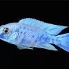 Blue Neon Cichlid Diamond Painting