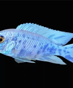 Blue Neon Cichlid Diamond Painting