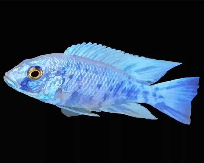 Blue Neon Cichlid Diamond Paints Blue Neon Cichlid Diamond Painting