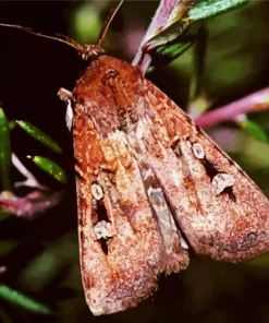 Bogong Moth Diamond Painting