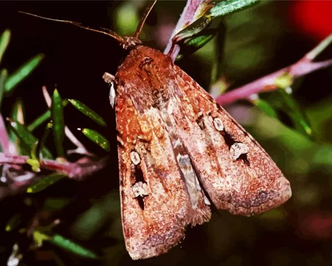 Bogong moth Diamond Paints Bogong Moth Diamond Painting