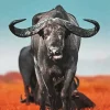 Buffalo Animal Diamond Painting
