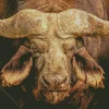 Buffalo Close Up Diamond Painting